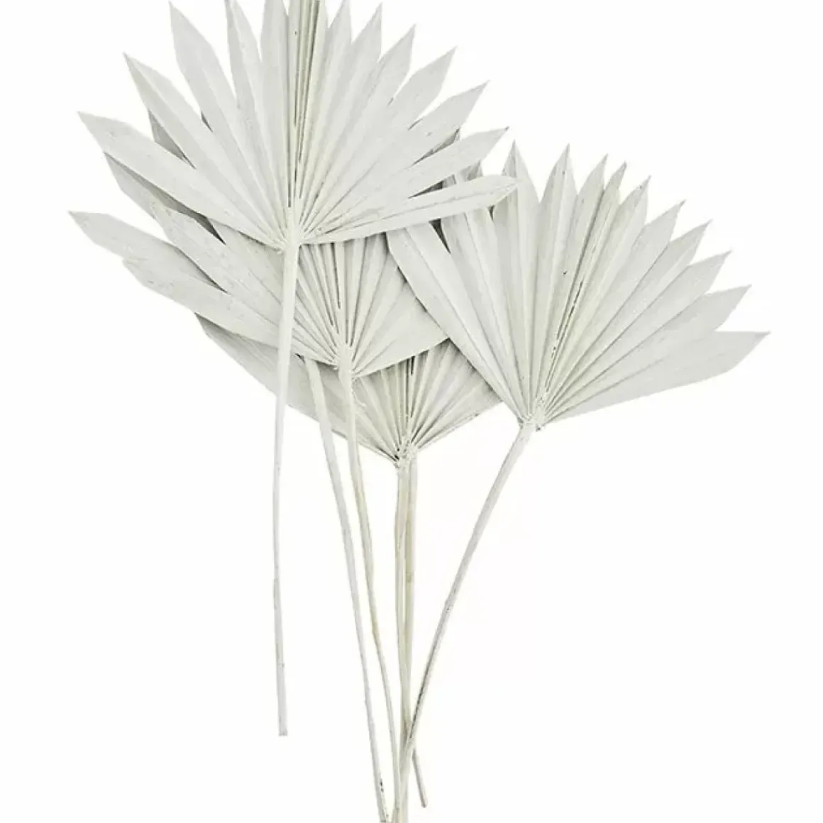 Madam Stoltz Gedroogde Palmbladeren Wit (6St)