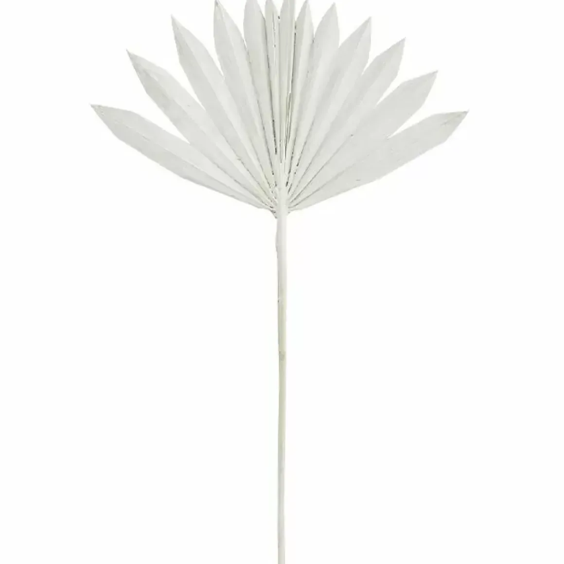 Madam Stoltz Gedroogde Palmbladeren Wit (6St)